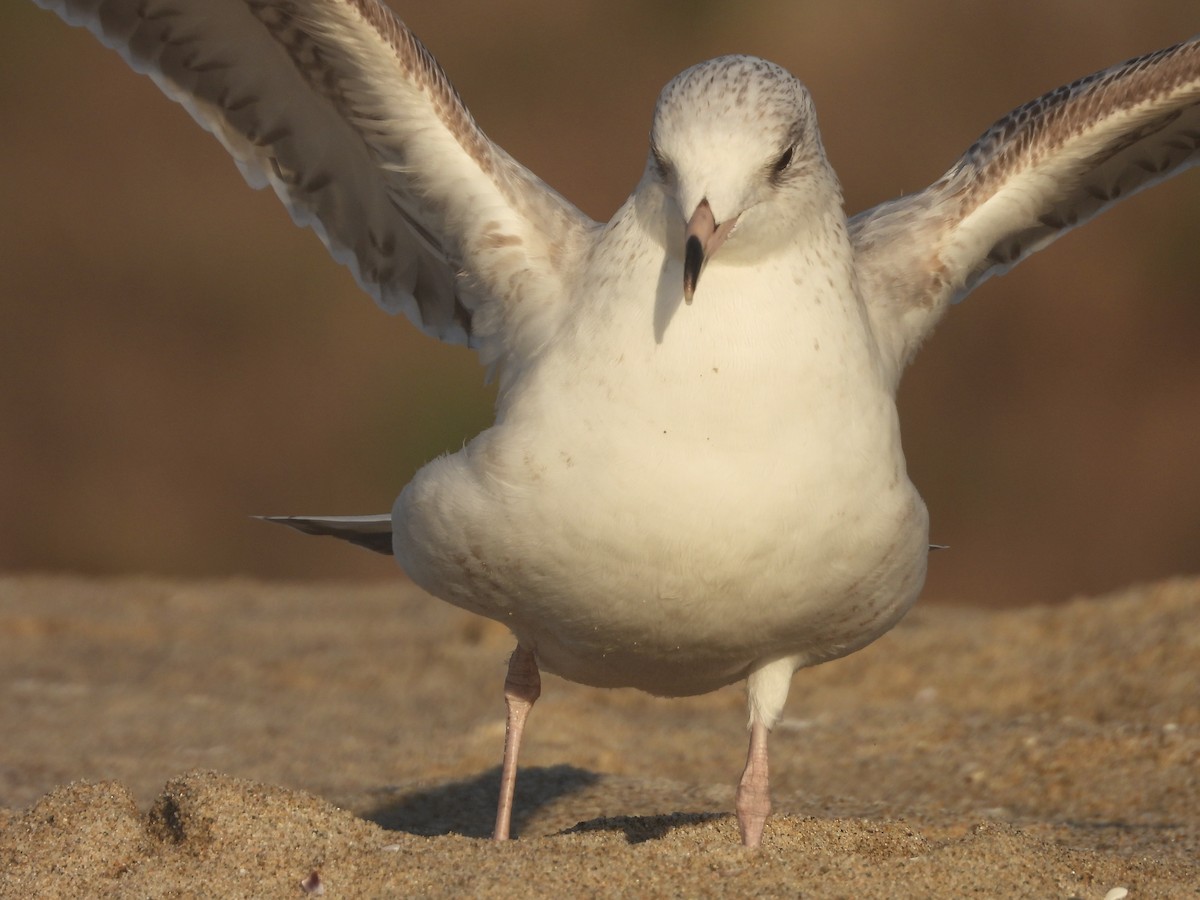 Ring-billed Gull - ML611238748