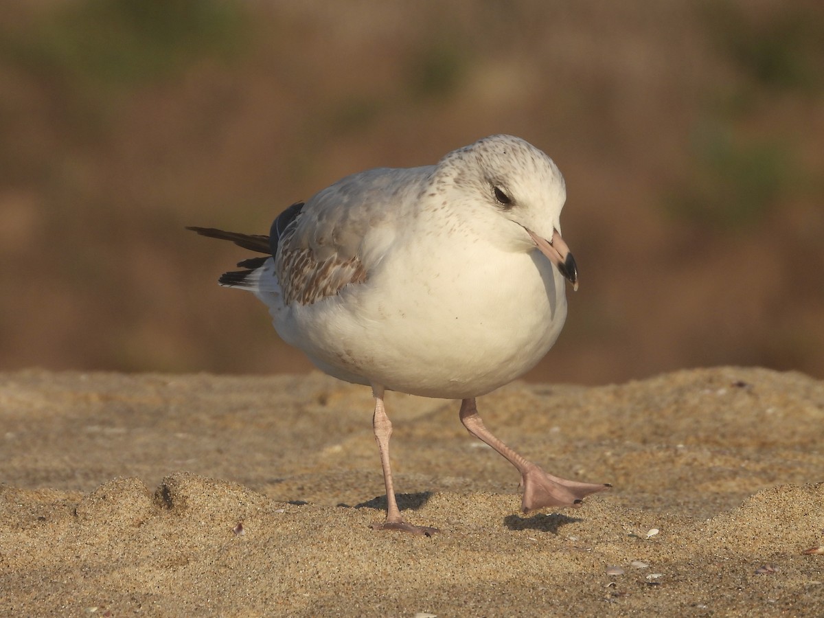 Ring-billed Gull - ML611238749