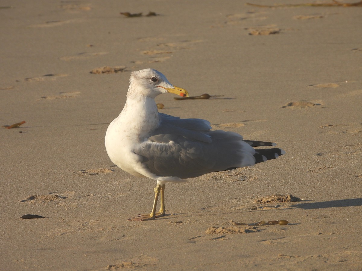 California Gull - ML611238753