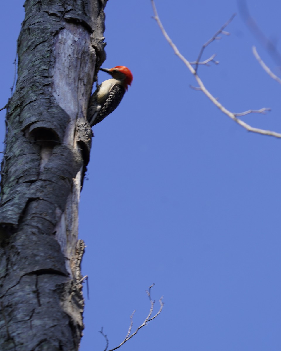 Red-bellied Woodpecker - ML611238757