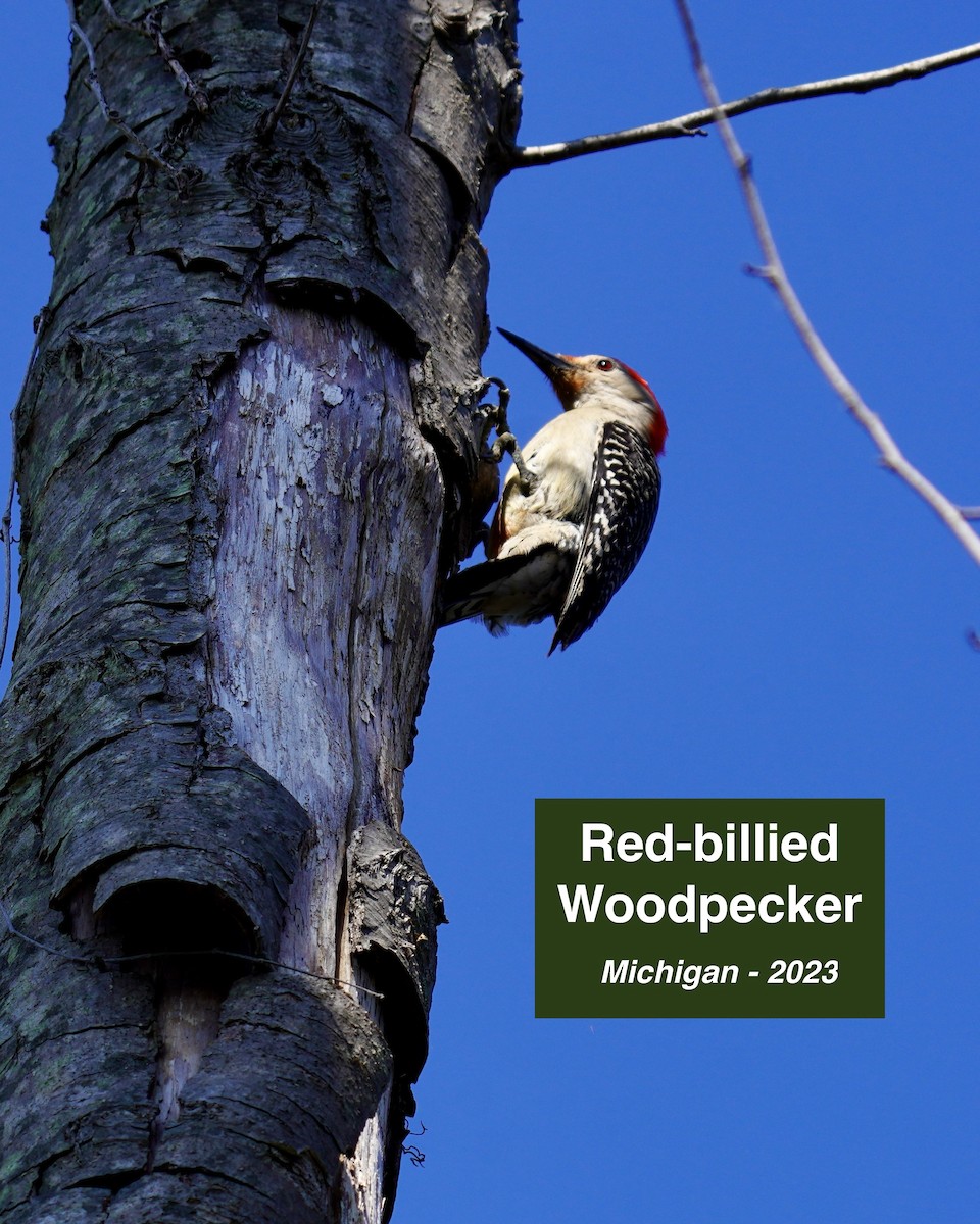 Red-bellied Woodpecker - ML611238765