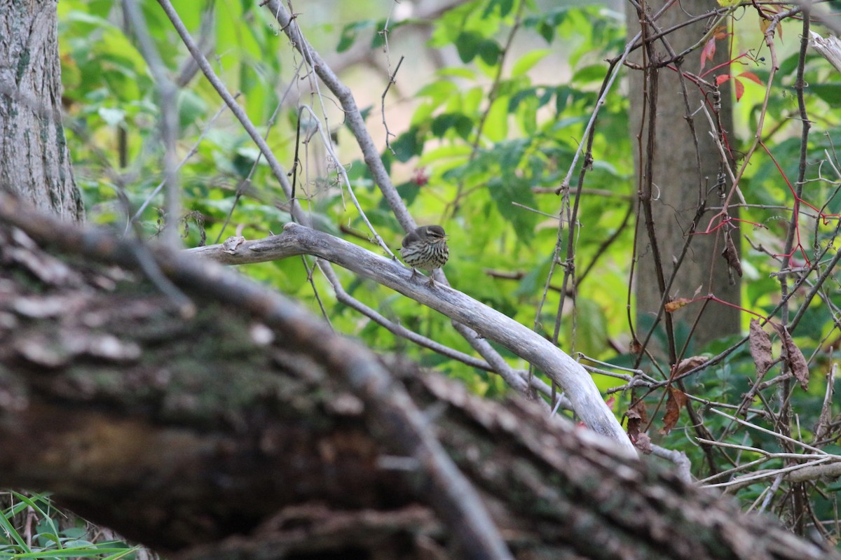 Northern Waterthrush - ML611238838