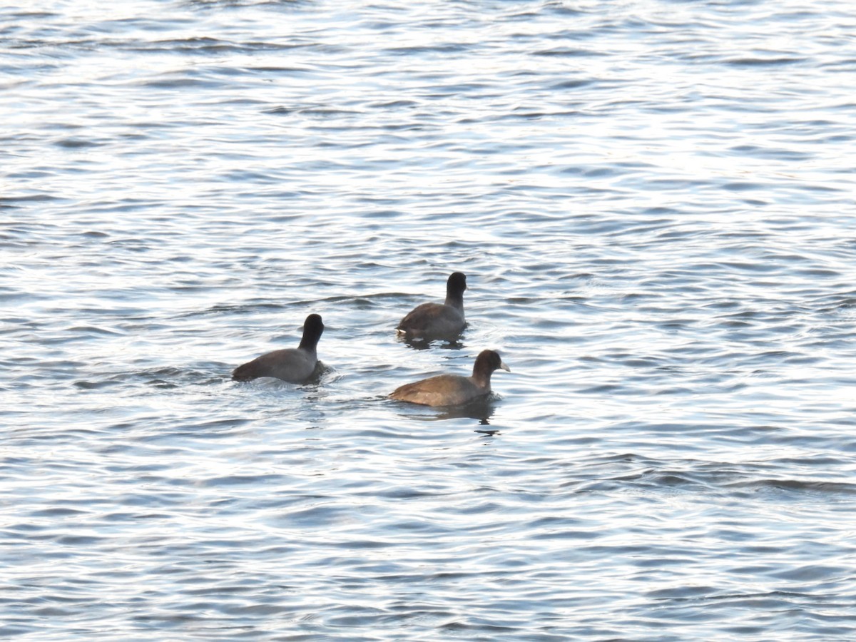 American Coot - ML611238851