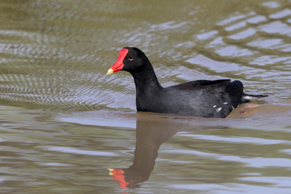 Common Gallinule - ML611238928