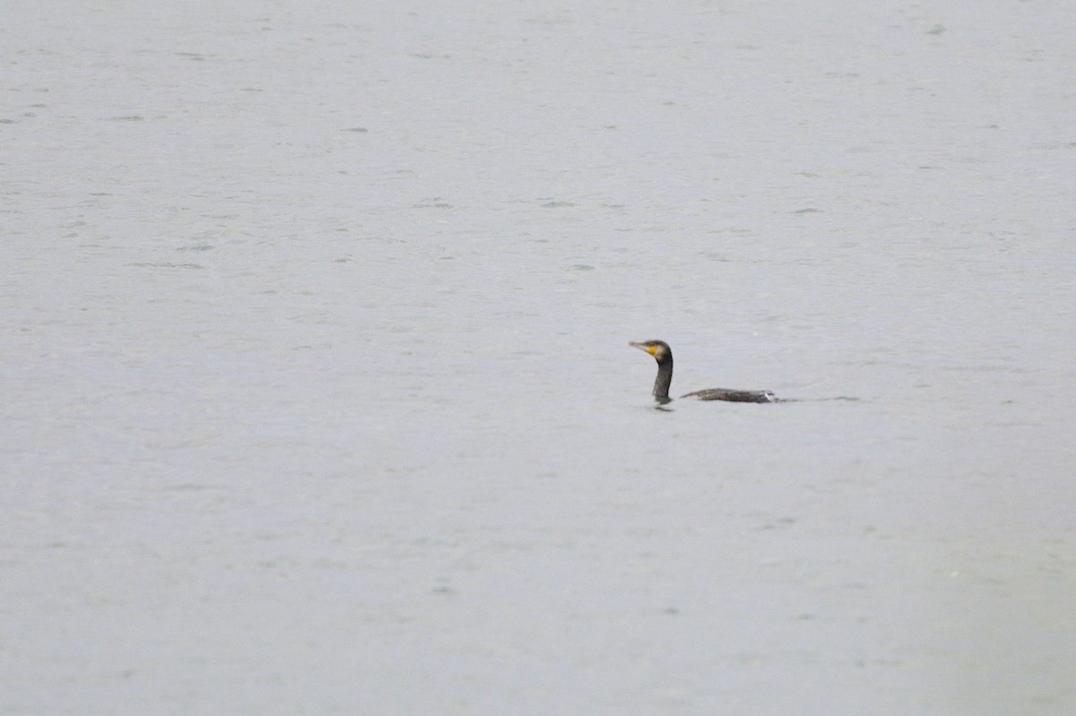 Great Cormorant - ML611238983