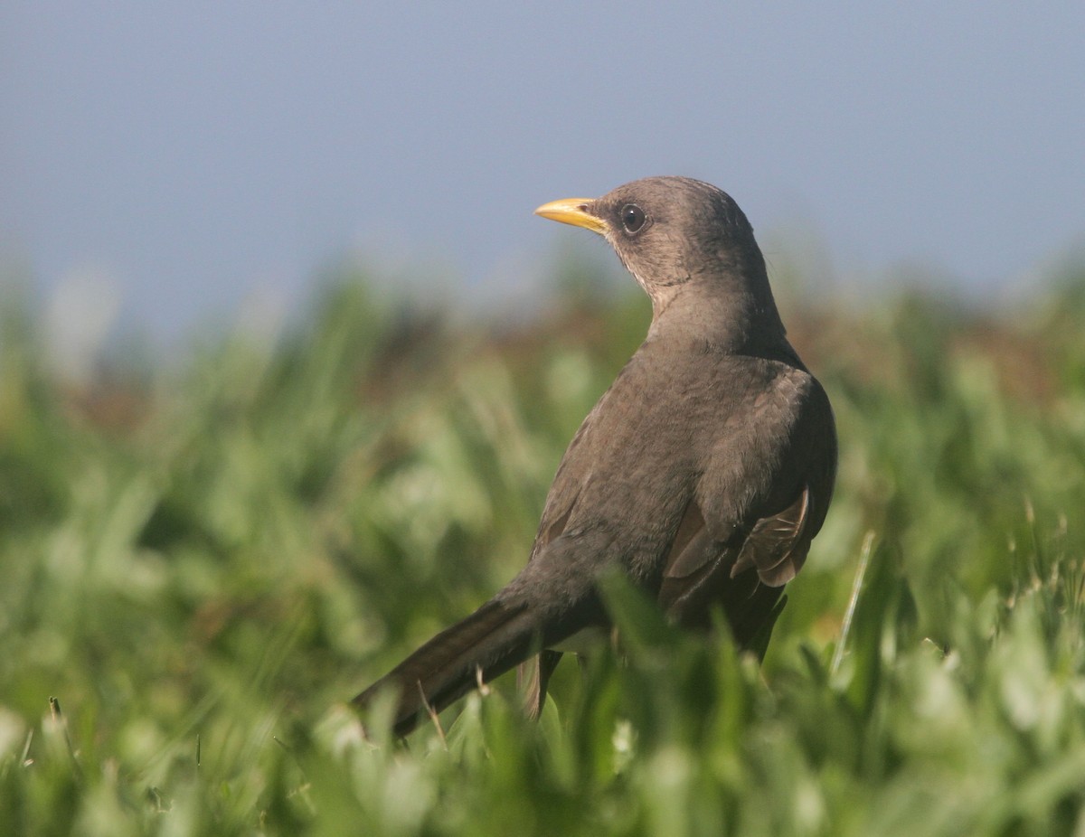 Creamy-bellied Thrush - ML611238988