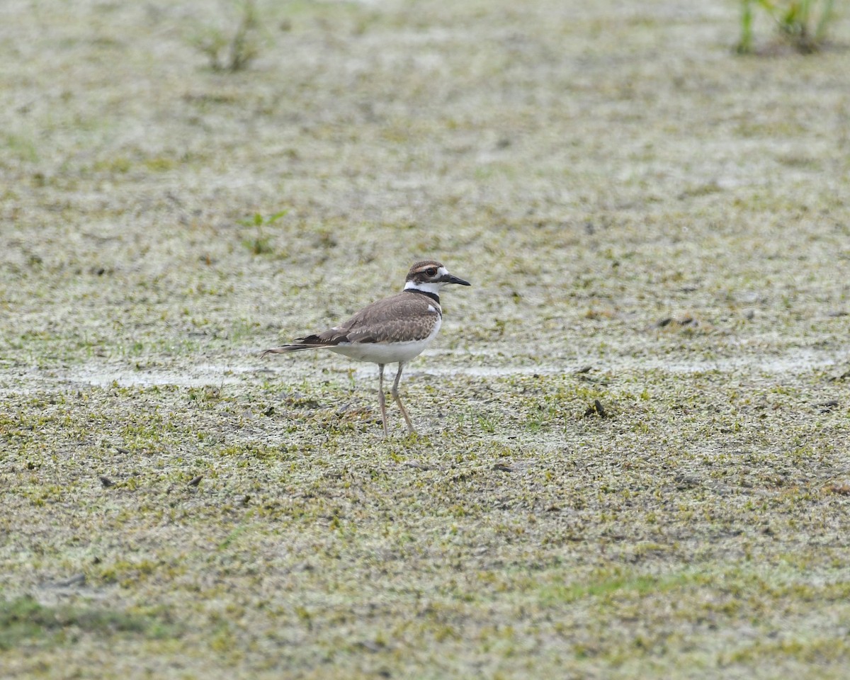 Killdeer - ML611238989