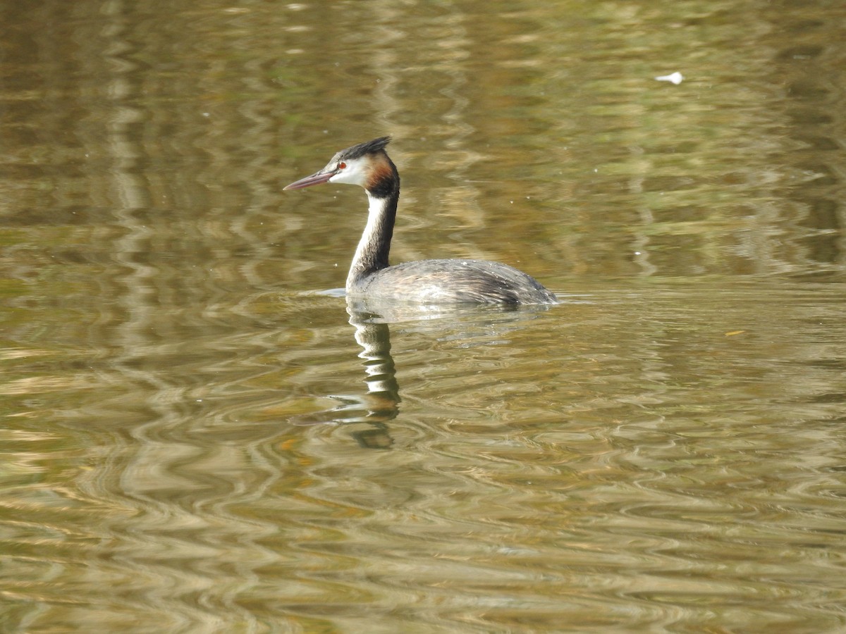 Great Crested Grebe - ML611239048