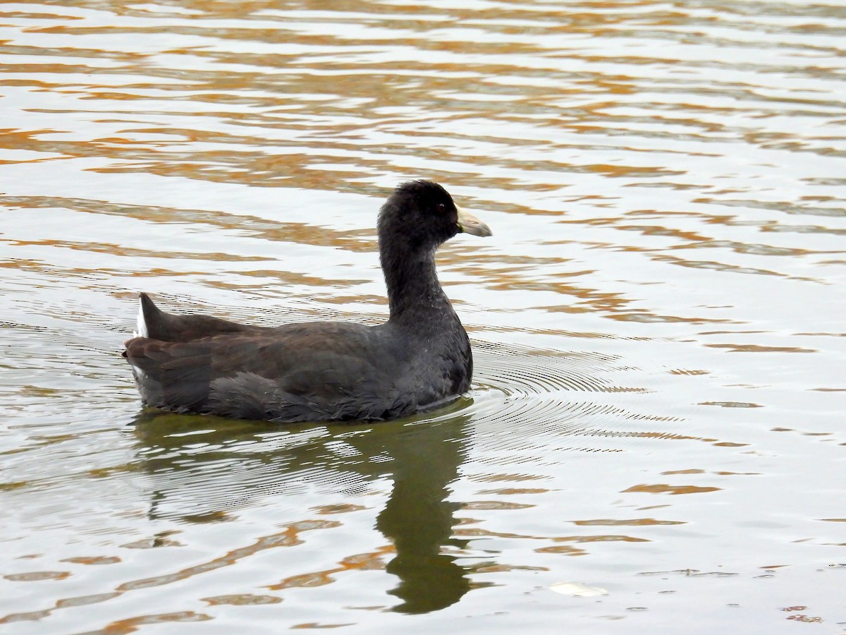 American Coot - ML611239057