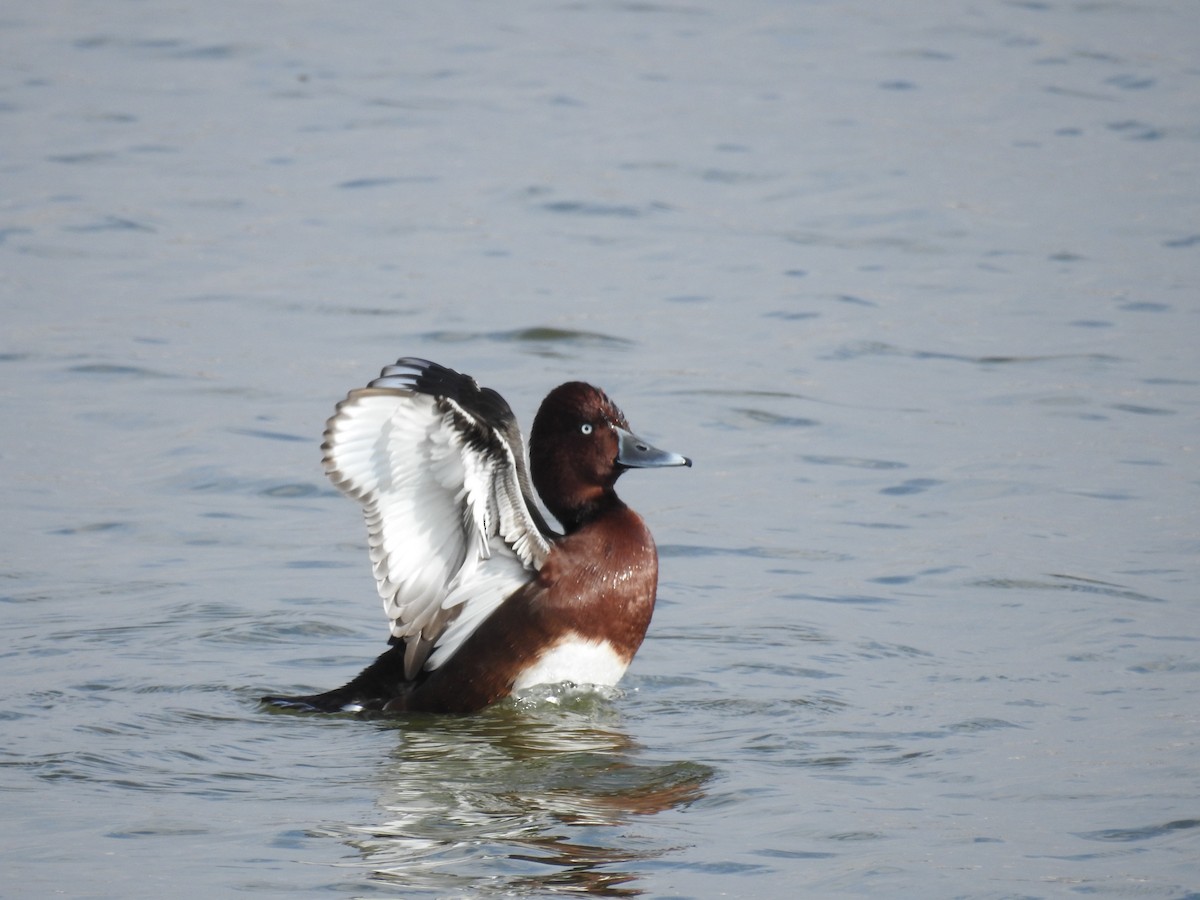 Ferruginous Duck - ML611239122