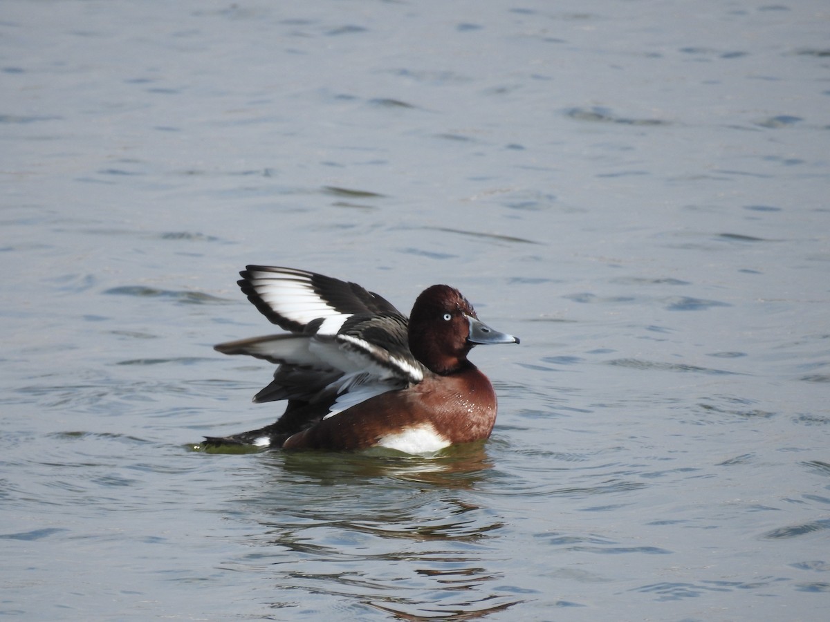 Ferruginous Duck - Murat Akkaya