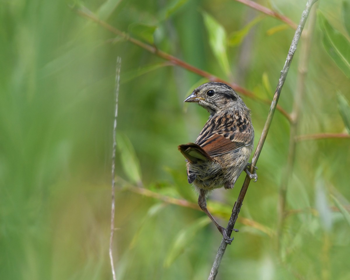 Swamp Sparrow - ML611239126