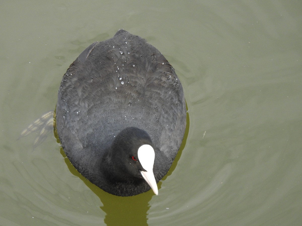 Eurasian Coot - ML611239188