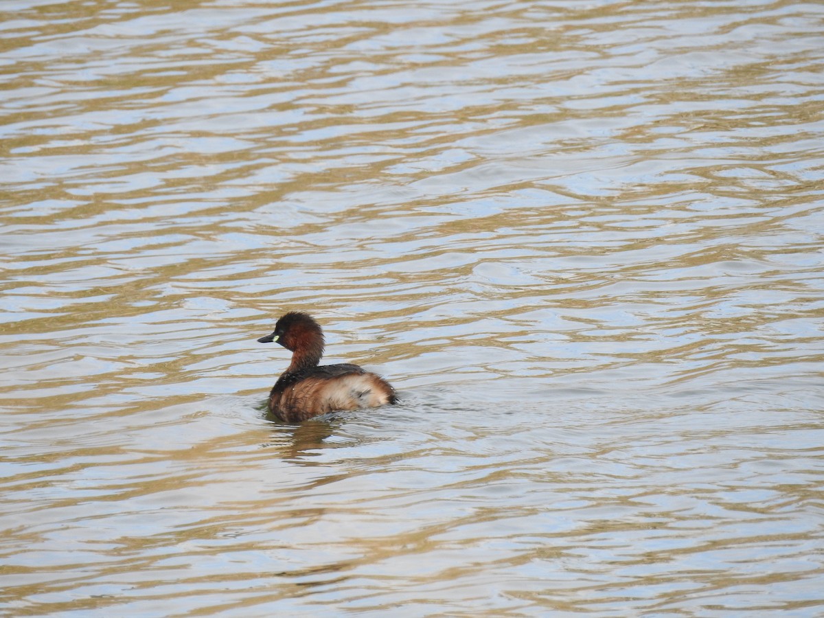 Little Grebe - ML611239222