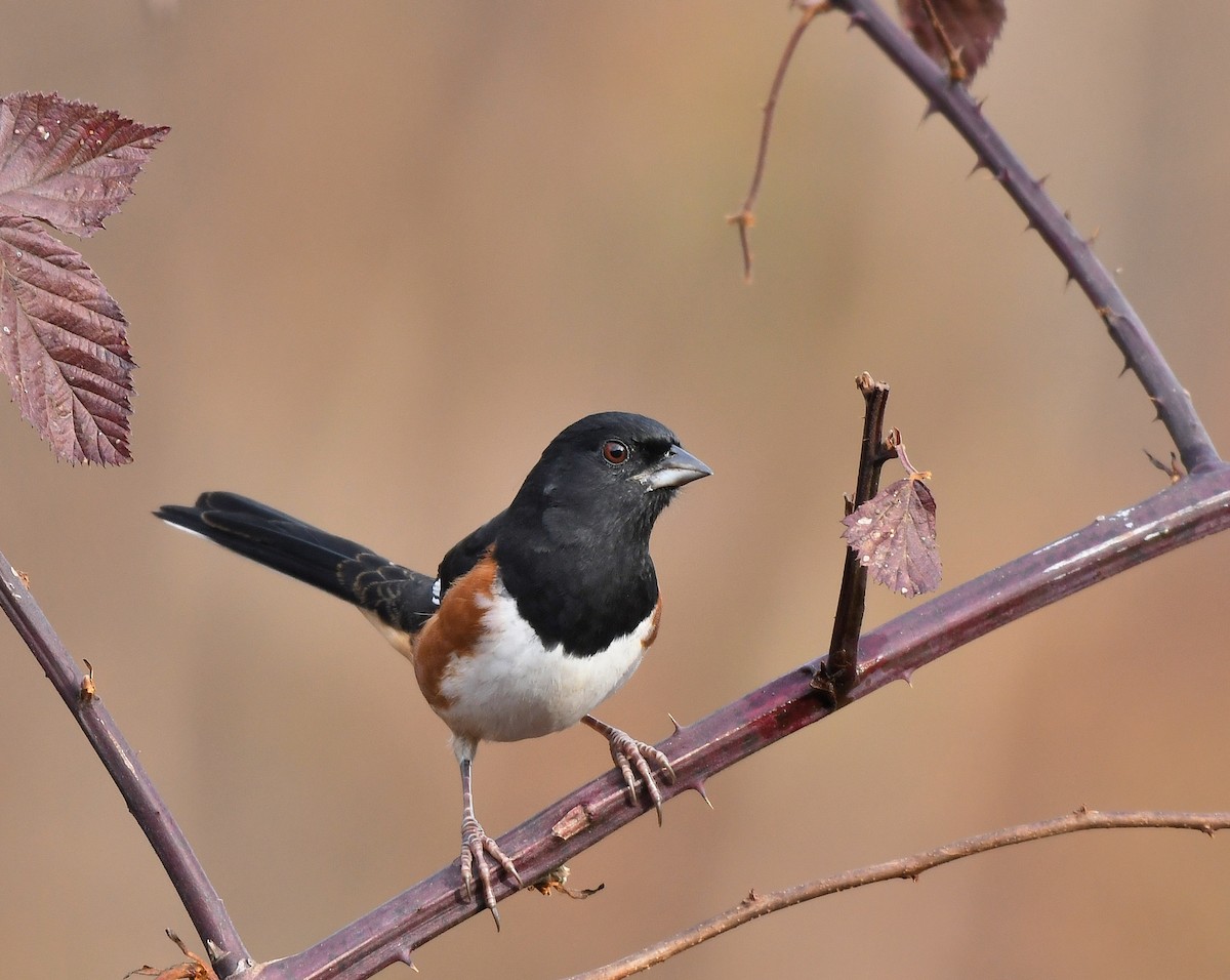 Eastern Towhee - ML611239228