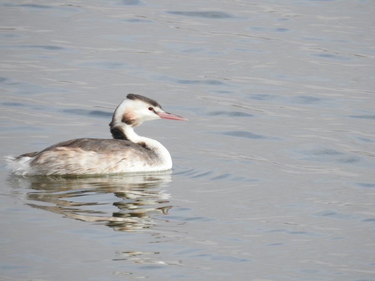 Great Crested Grebe - ML611239241