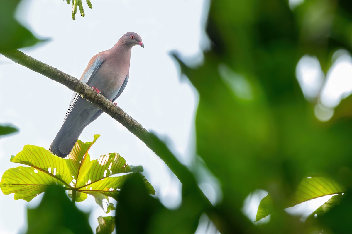 Peruvian Pigeon - Thibaud Aronson