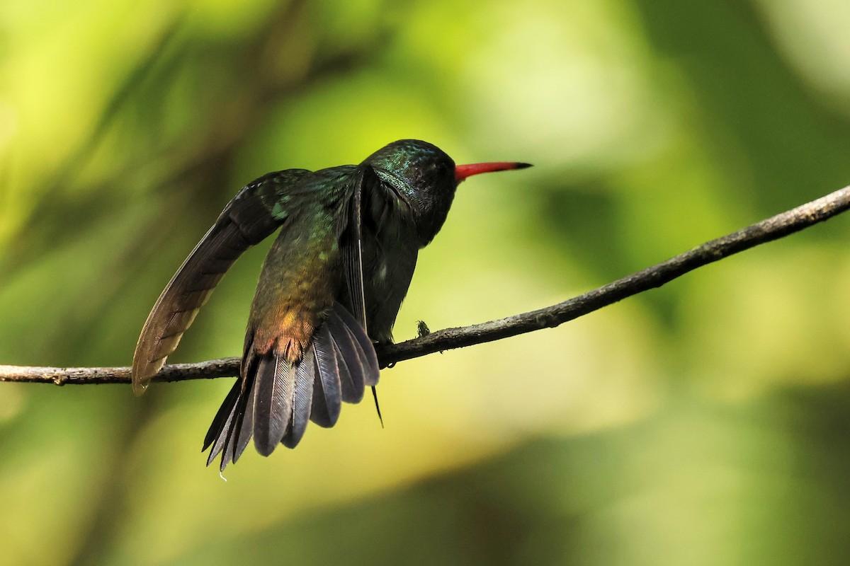 White-chinned Sapphire - Paulo Valadao