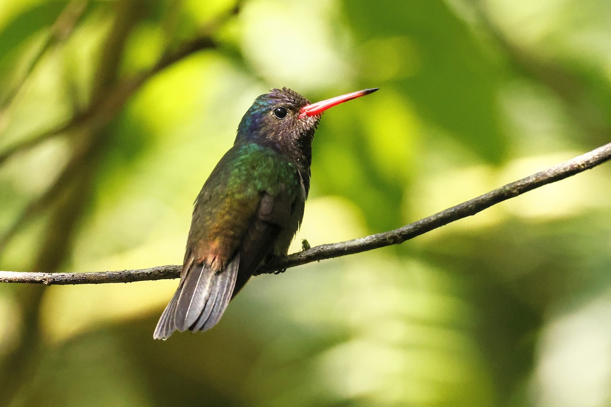 White-chinned Sapphire - Paulo Valadao