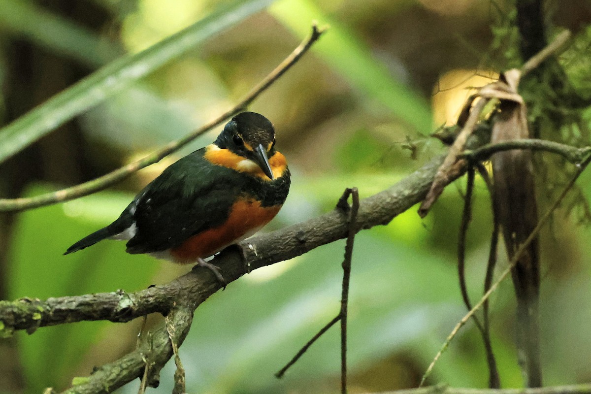 American Pygmy Kingfisher - Paulo Valadao