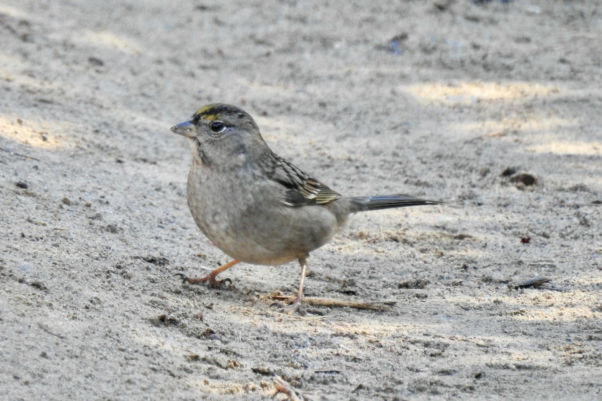 Golden-crowned Sparrow - Charlotte Morris