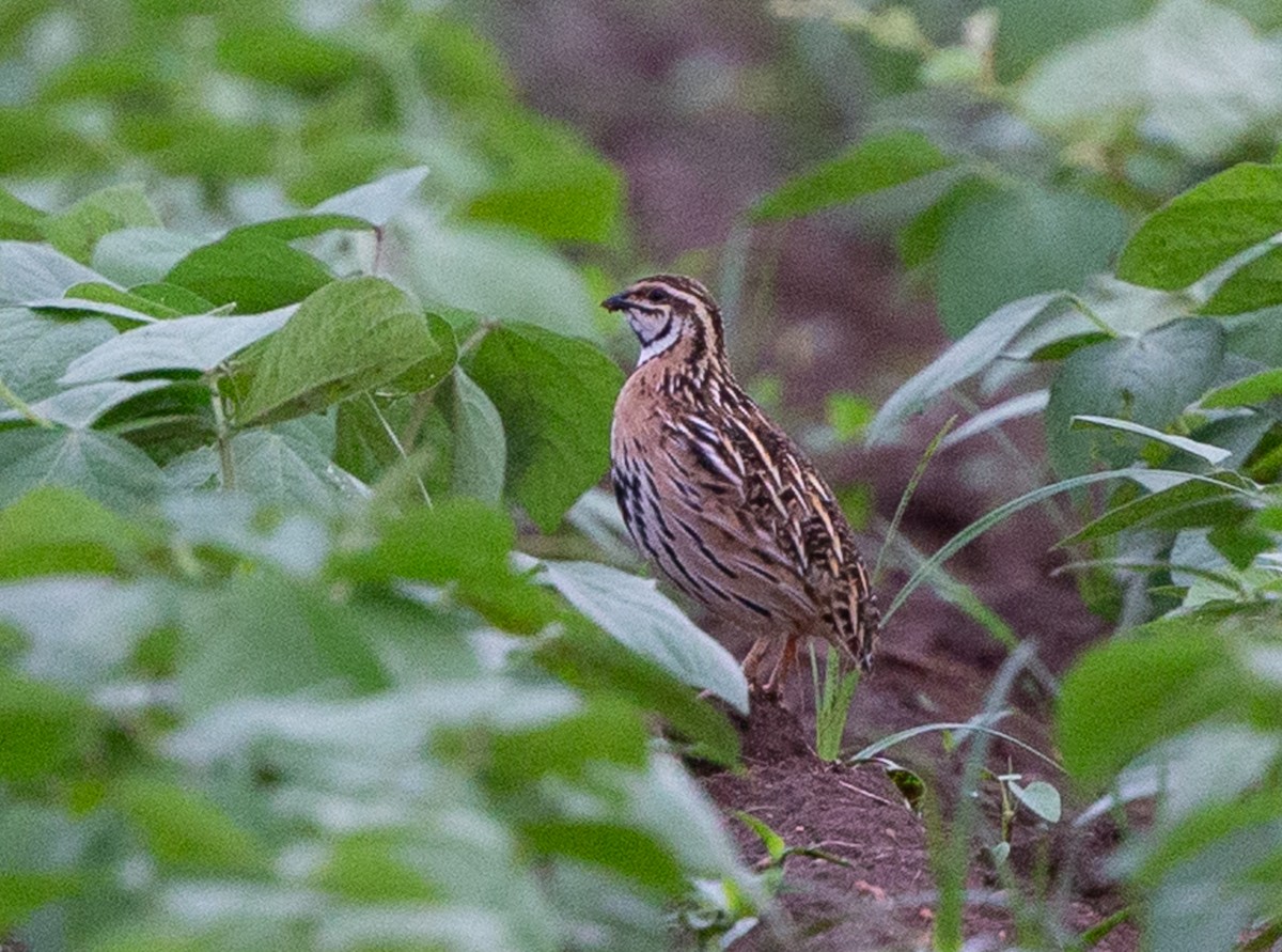 Rain Quail - ML611239414