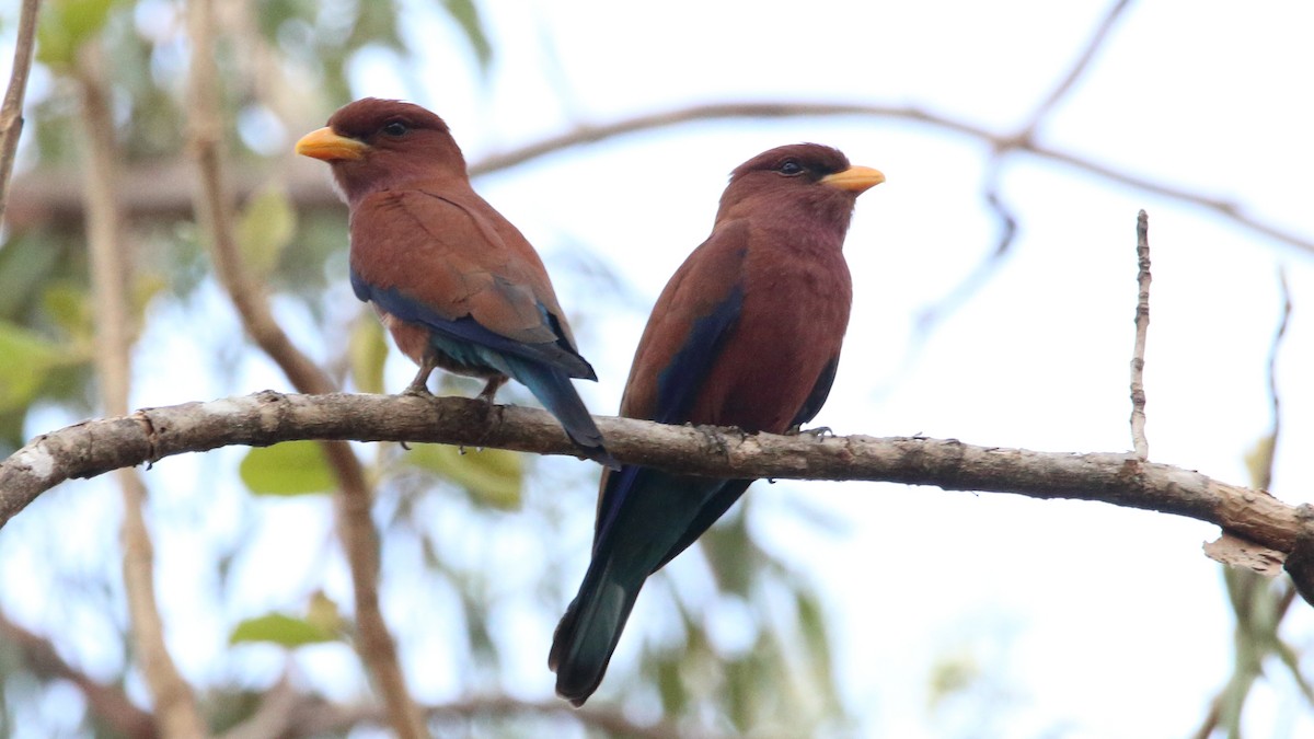 Broad-billed Roller (Madagascar) - Rick Folkening