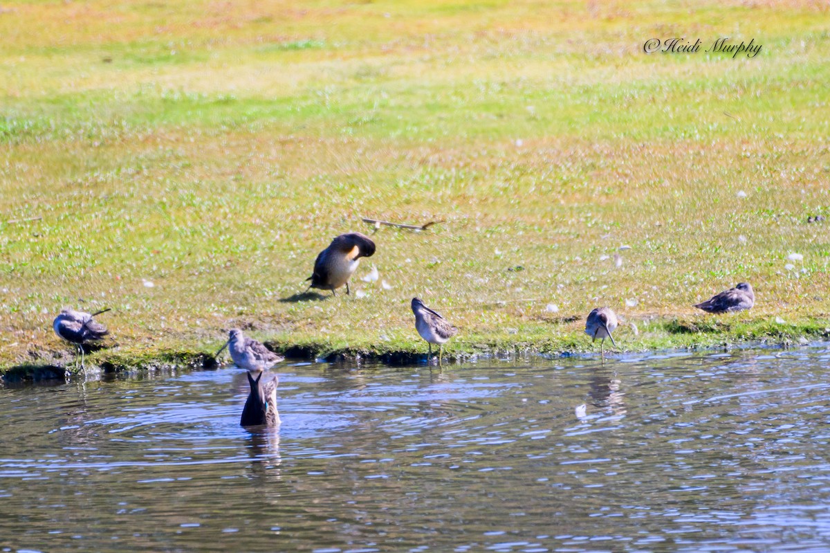 Long-billed Dowitcher - ML611239542