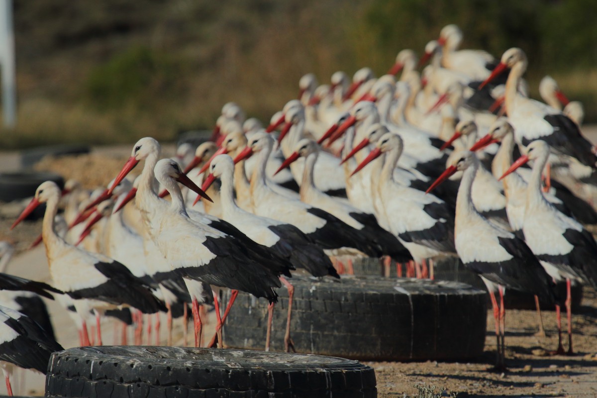 White Stork - ML611239571