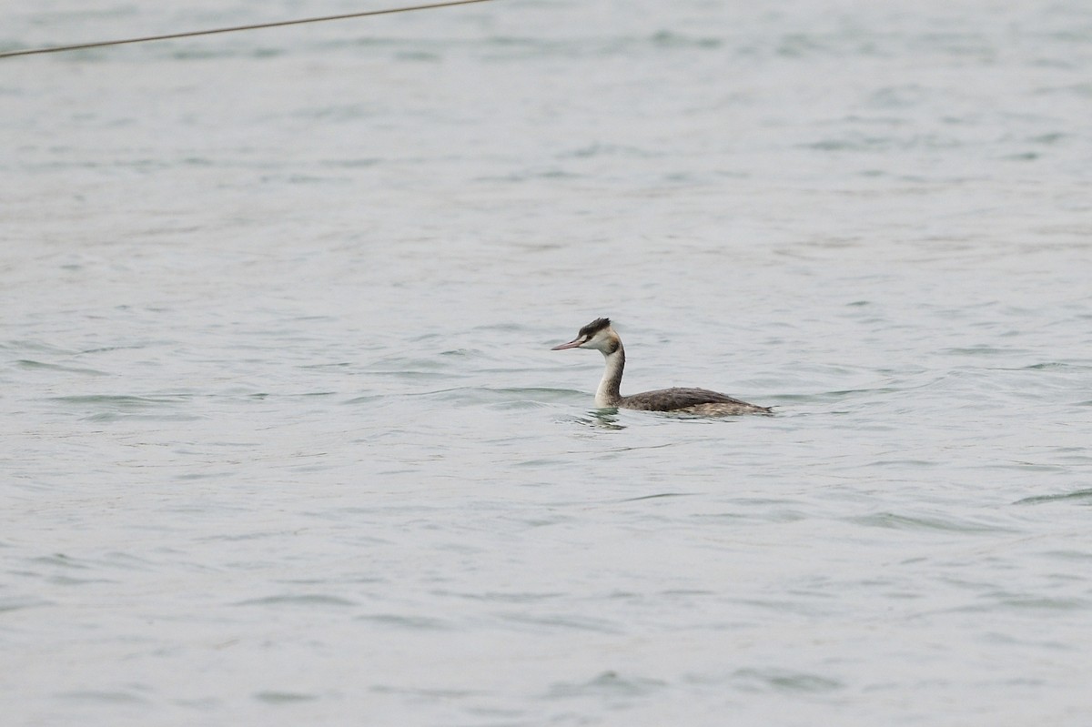 Great Crested Grebe - ML611239577
