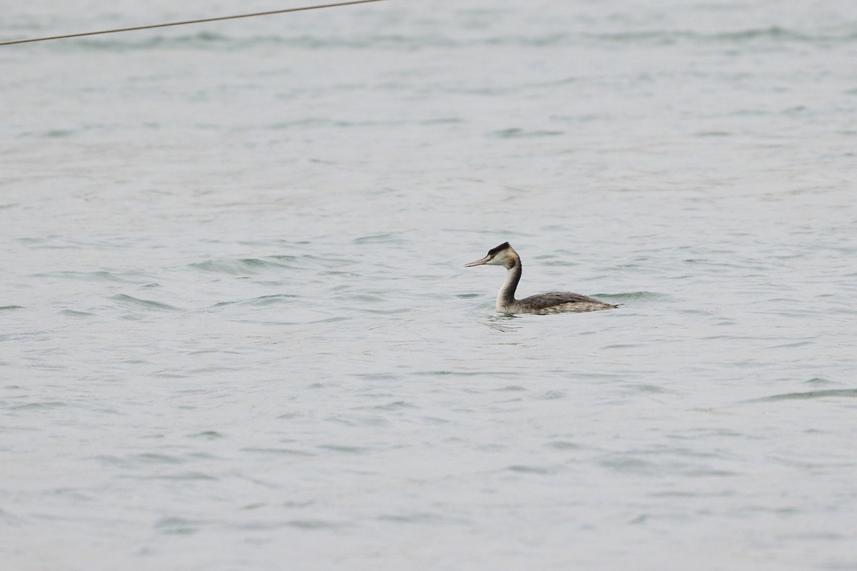 Great Crested Grebe - ML611239579