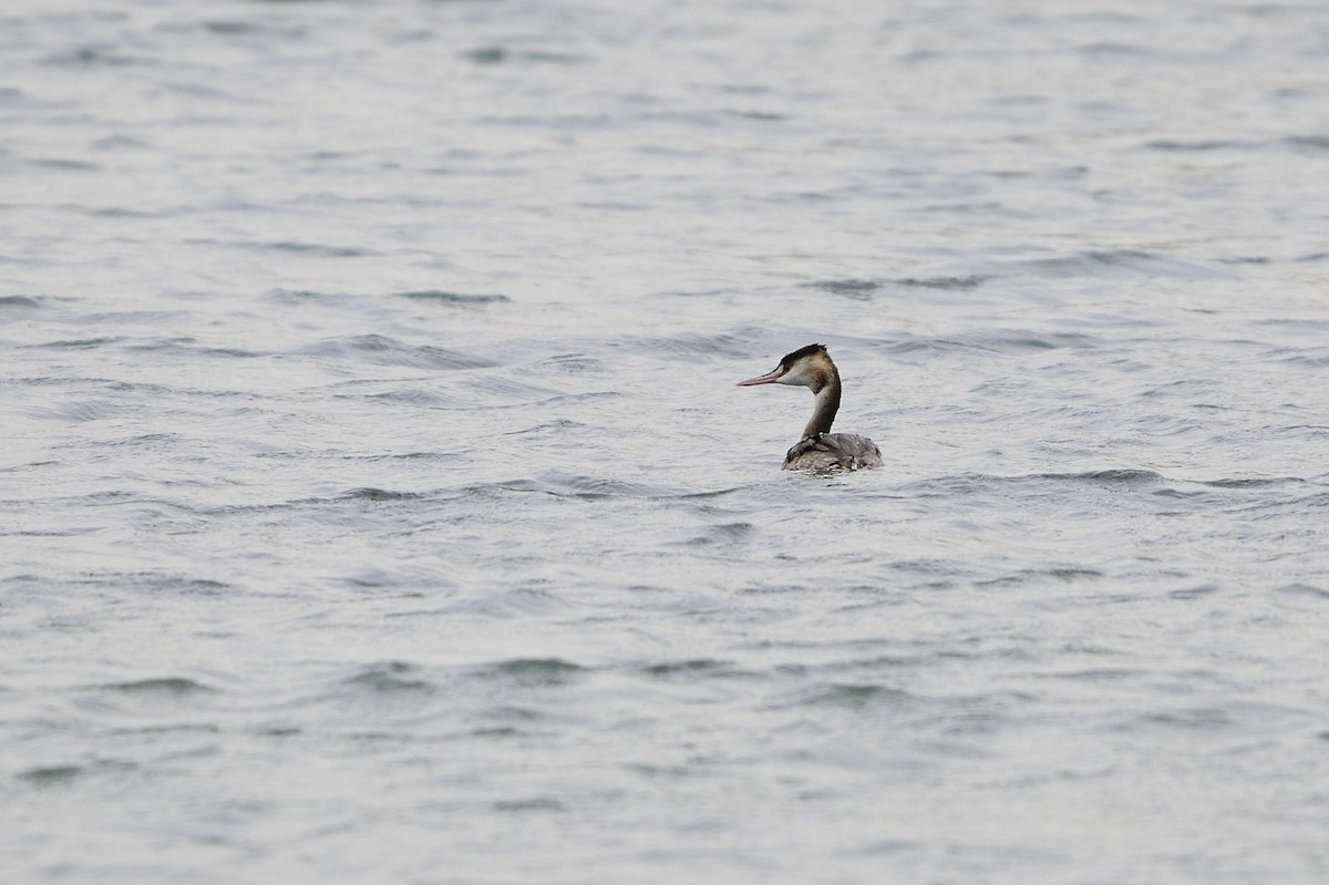 Great Crested Grebe - ML611239580