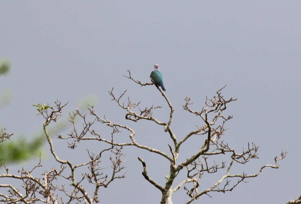 Green Imperial-Pigeon - ML611239612