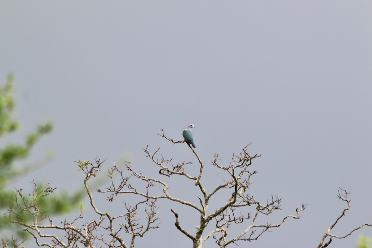 Green Imperial-Pigeon - George Lynch