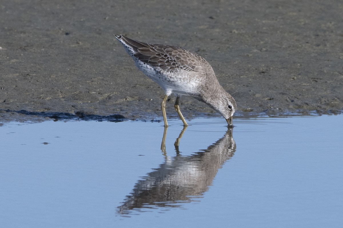 Long-billed Dowitcher - ML611239659