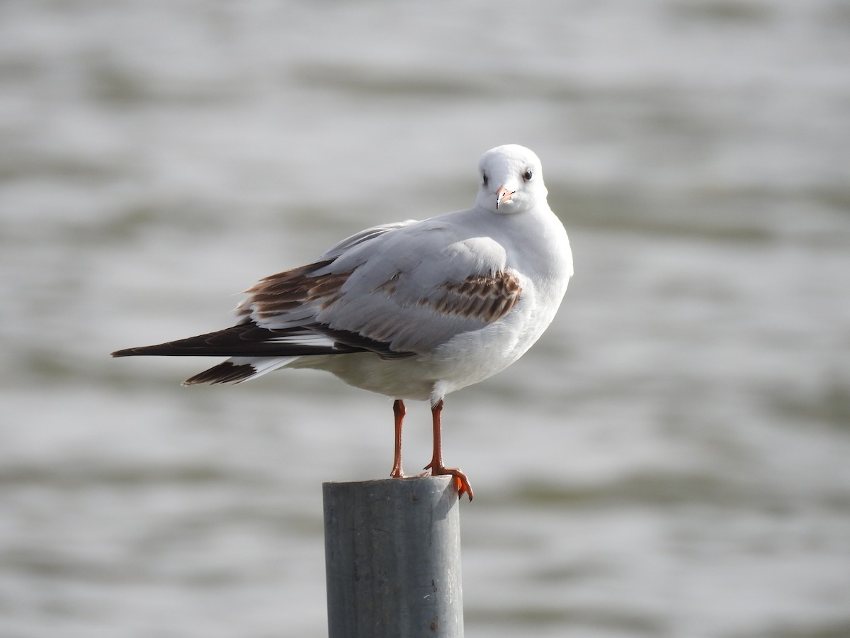 Black-headed Gull - ML611239706