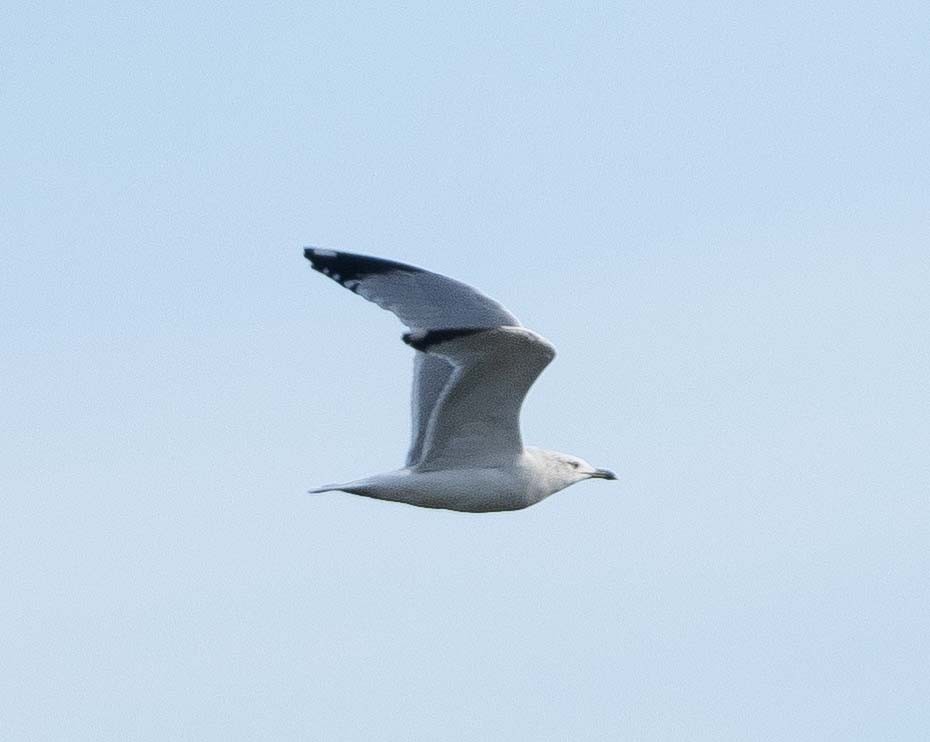 Ring-billed Gull - Eric Kallen