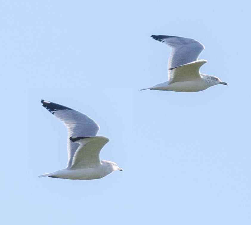 Ring-billed Gull - Eric Kallen