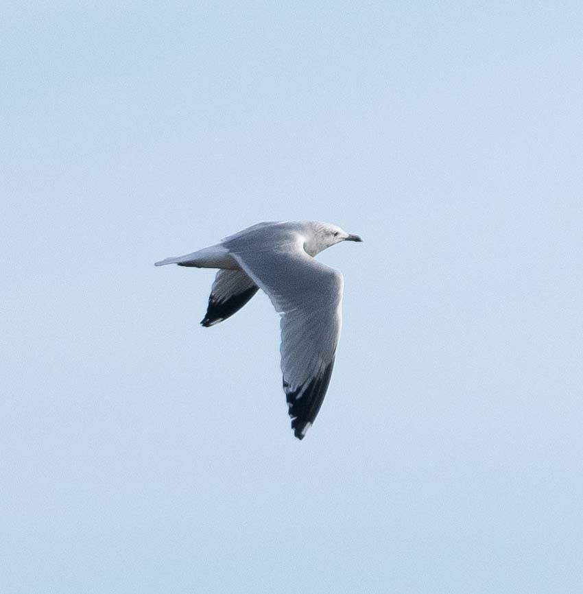 Ring-billed Gull - Eric Kallen