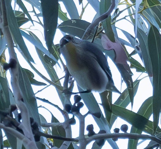 Striated Pardalote (Yellow-tipped) - ML611239761