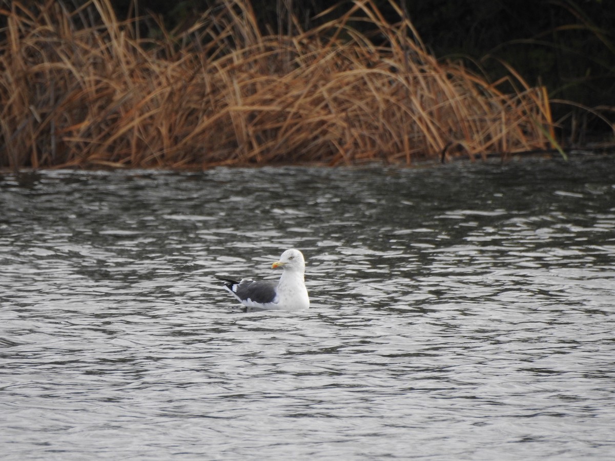 Lesser Black-backed Gull - ML611239812