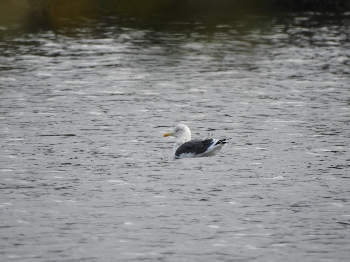 Lesser Black-backed Gull - ML611239813