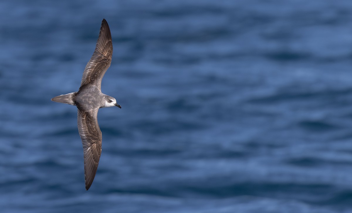 Masatierra Petrel - Luke Seitz