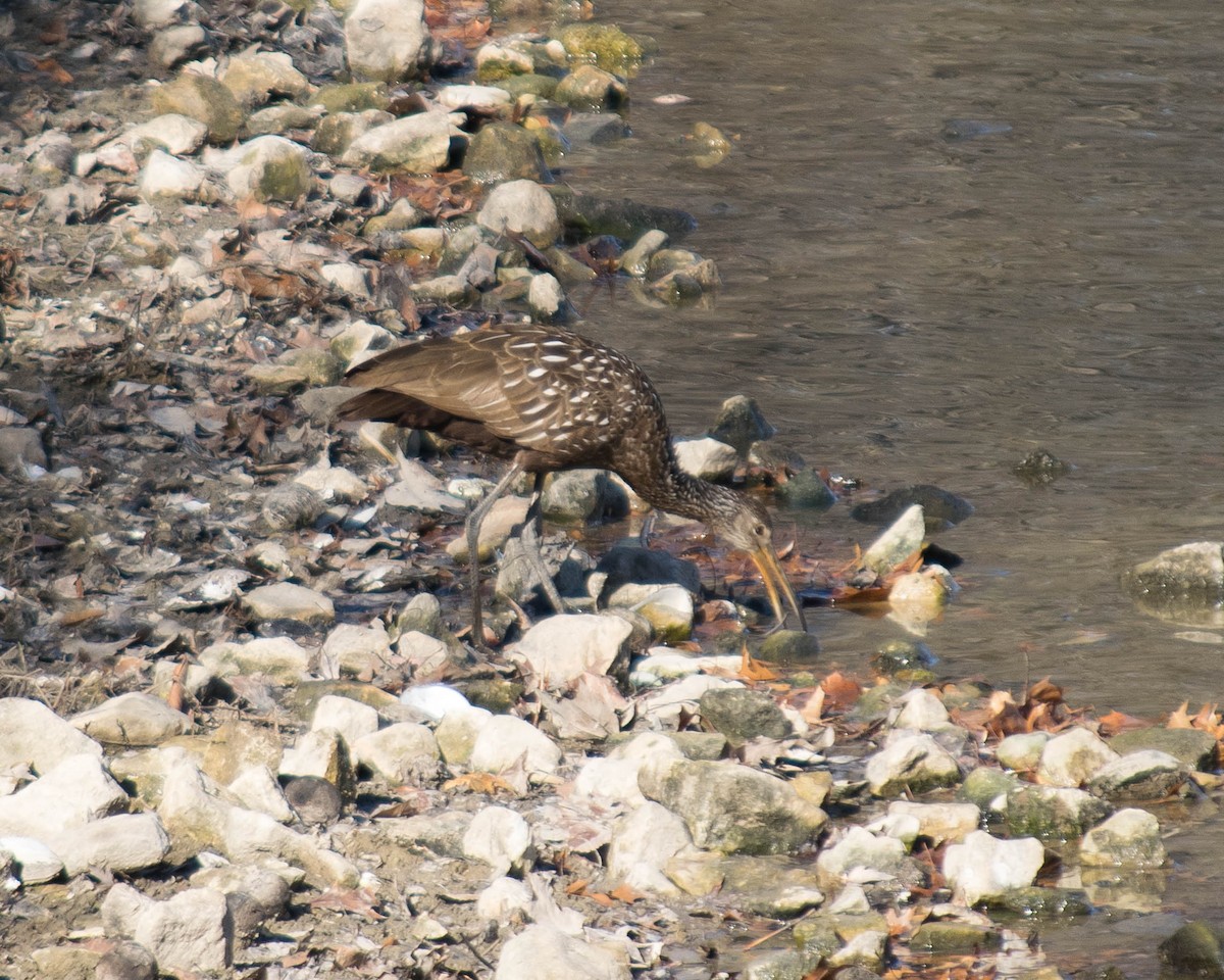 Limpkin - Reed Gerdes