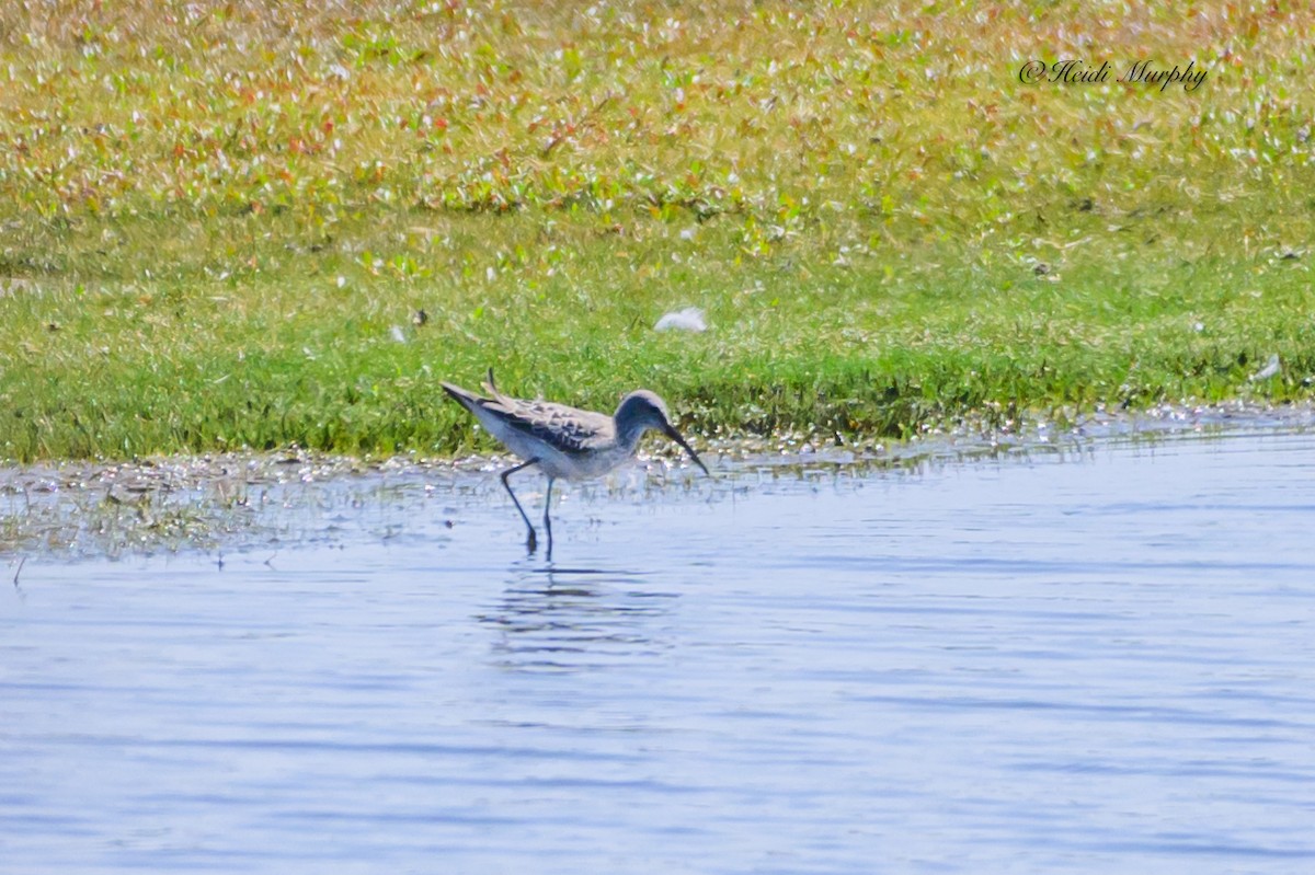 Bindenstrandläufer - ML611239901