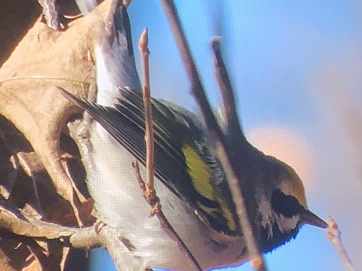 Golden-winged Warbler - ML611239955