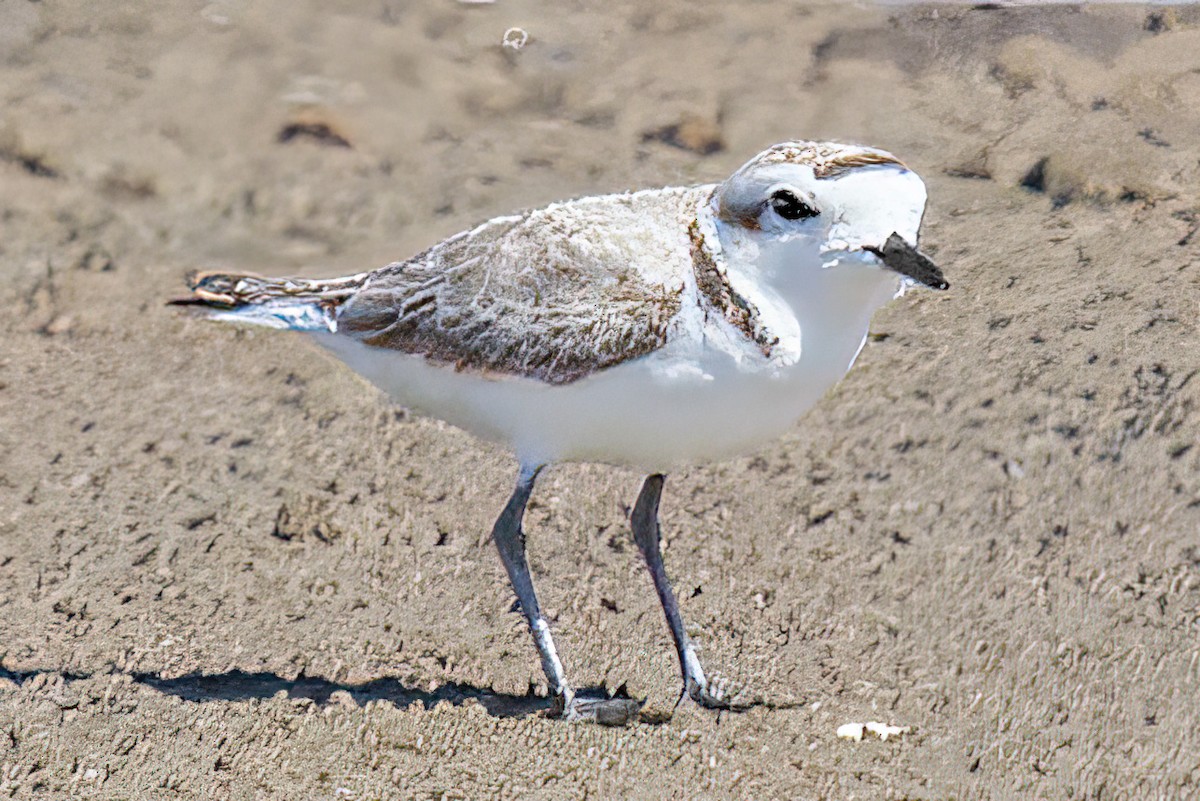 Snowy Plover - Giles Osborne