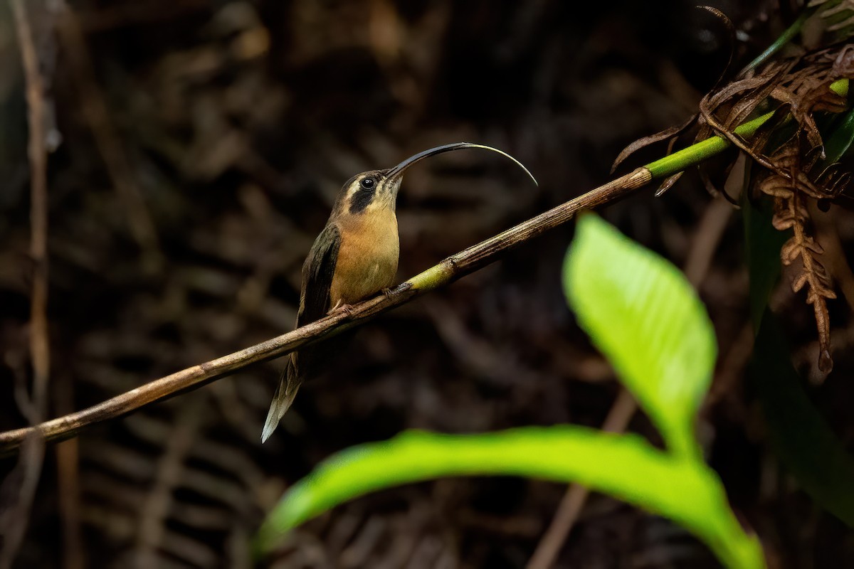 Серогорлый колибри-отшельник - ML611240151