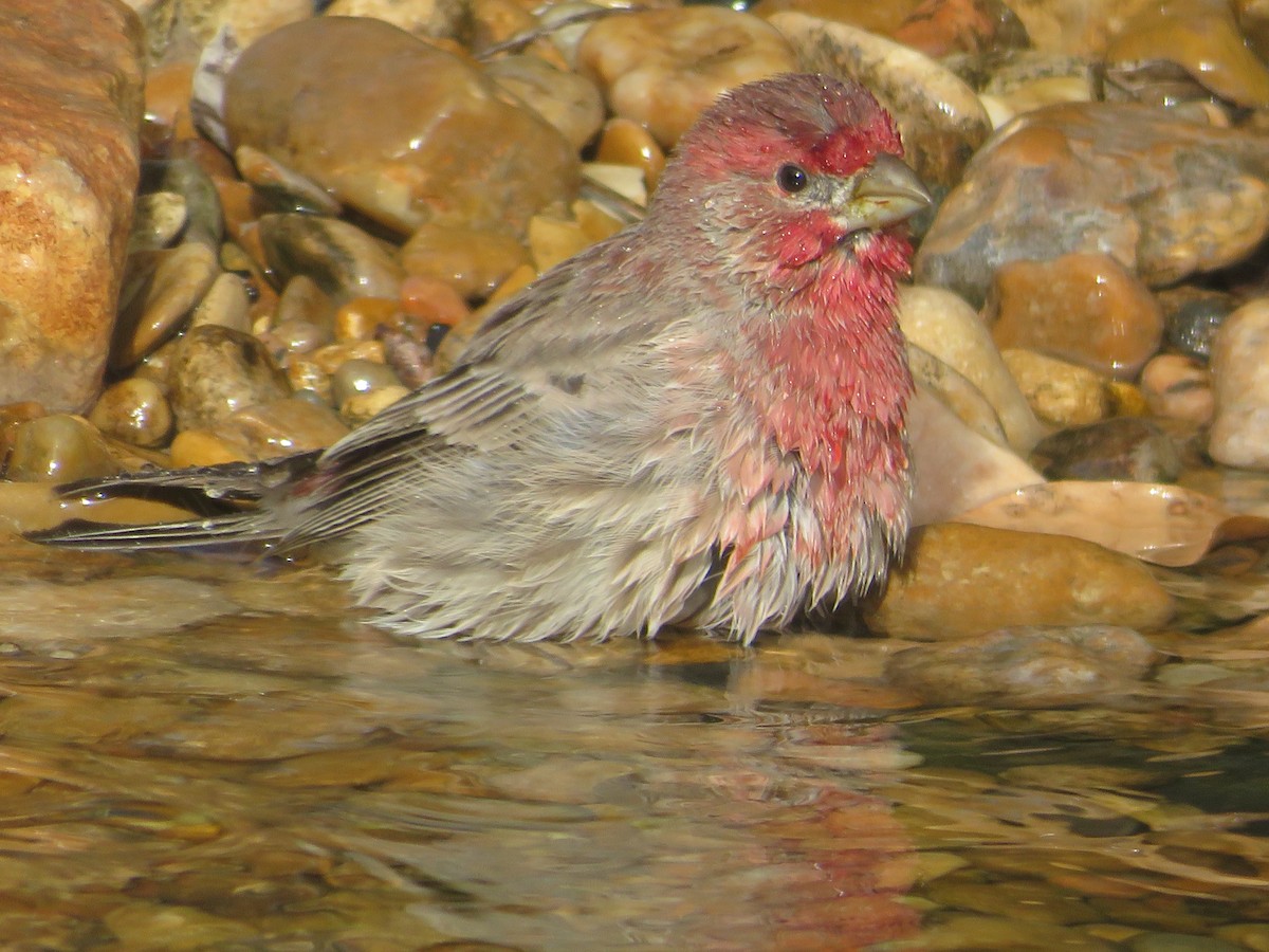 House Finch - Paul Sellin