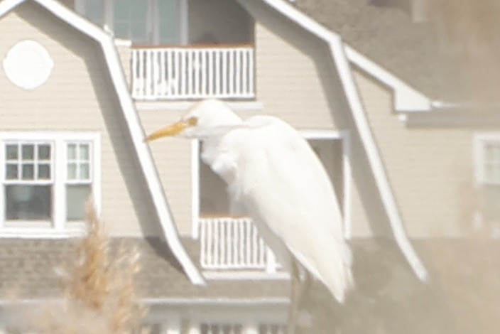 Western Cattle Egret - Daniel Morton